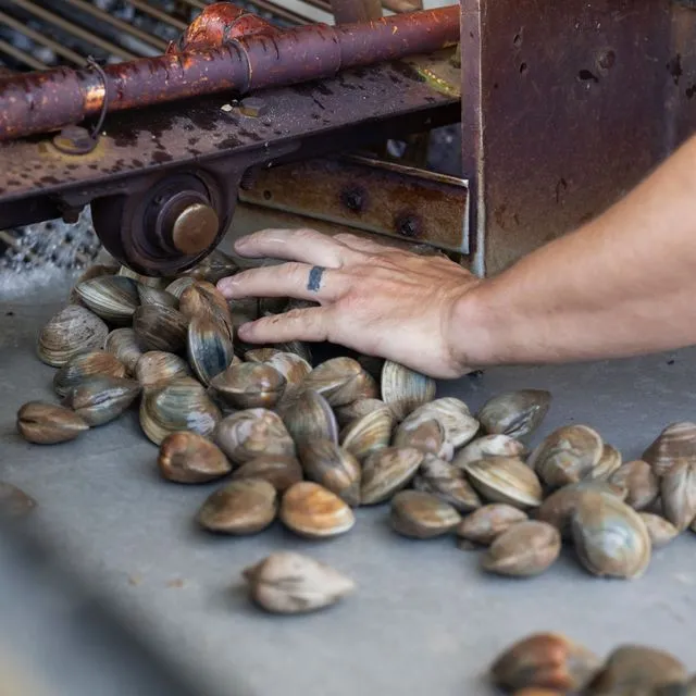 thumbnail for publication: Using the FDA’s Fish and Fishery Products Hazards and Controls Guidance to Develop HACCP Plans for Fish and Fisheries Products